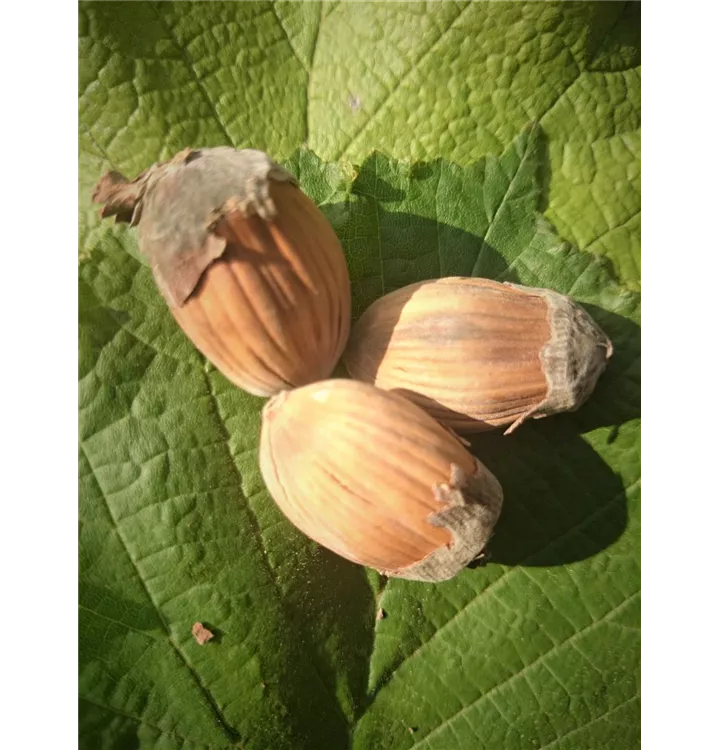 Corylus avellana 'Webbs Preisnuss'