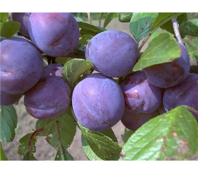 Zwetsche 'Wangenheims Frühzwetsche'