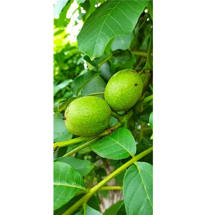 Juglans regia 'Esterhazy II'