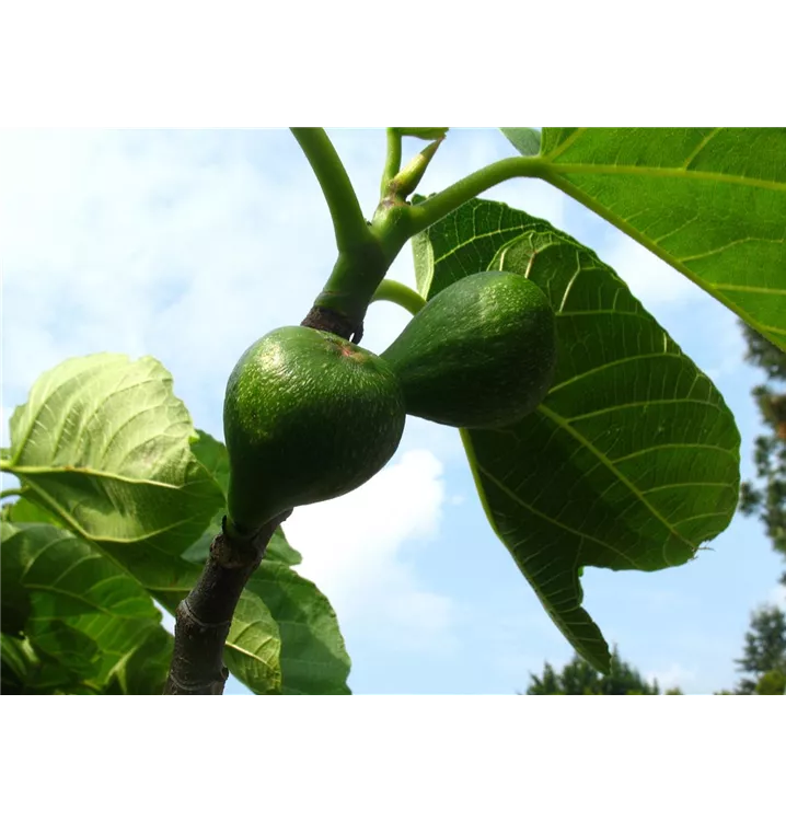 Ficus carica 'Desert King'