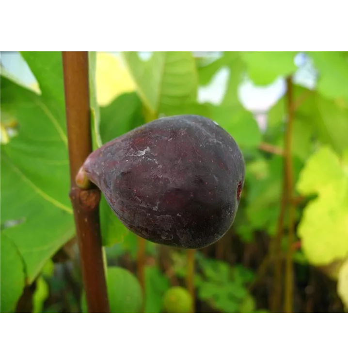 Ficus carica 'Noire de Bellon'