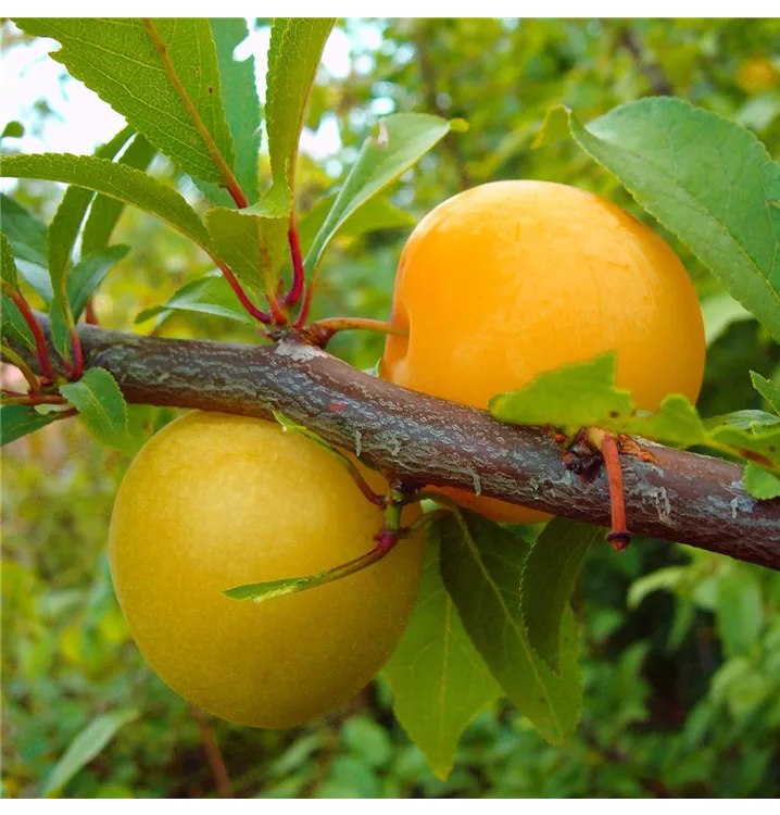 Prunus salicina 'Shiro'