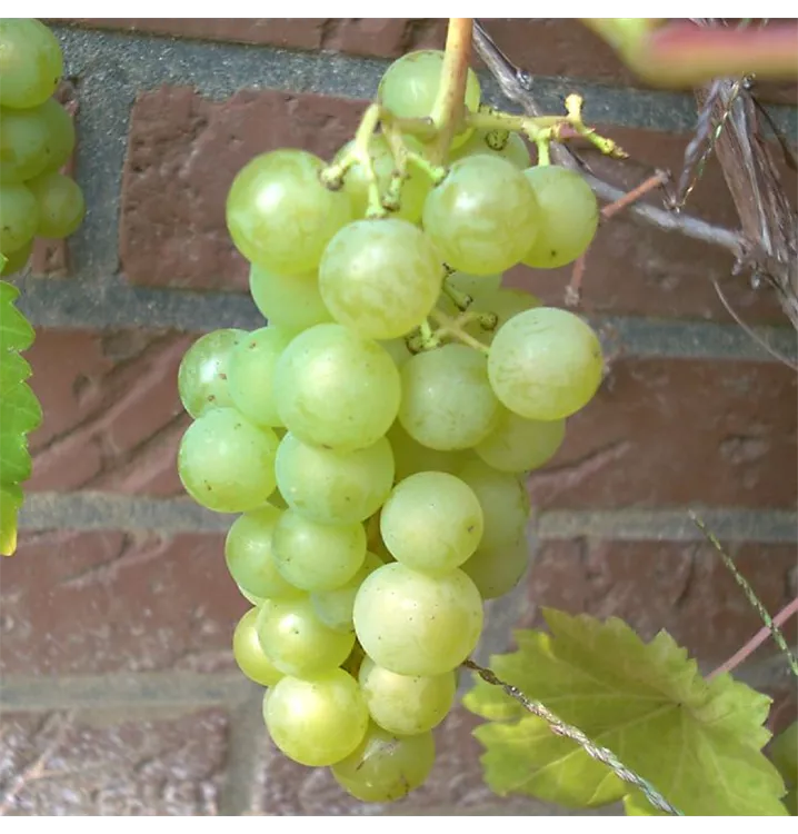 Vitis vinifera 'Phoenix'