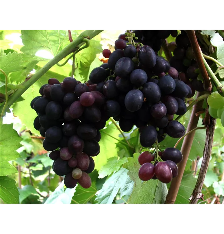 Vitis vinifera 'Kyoho'