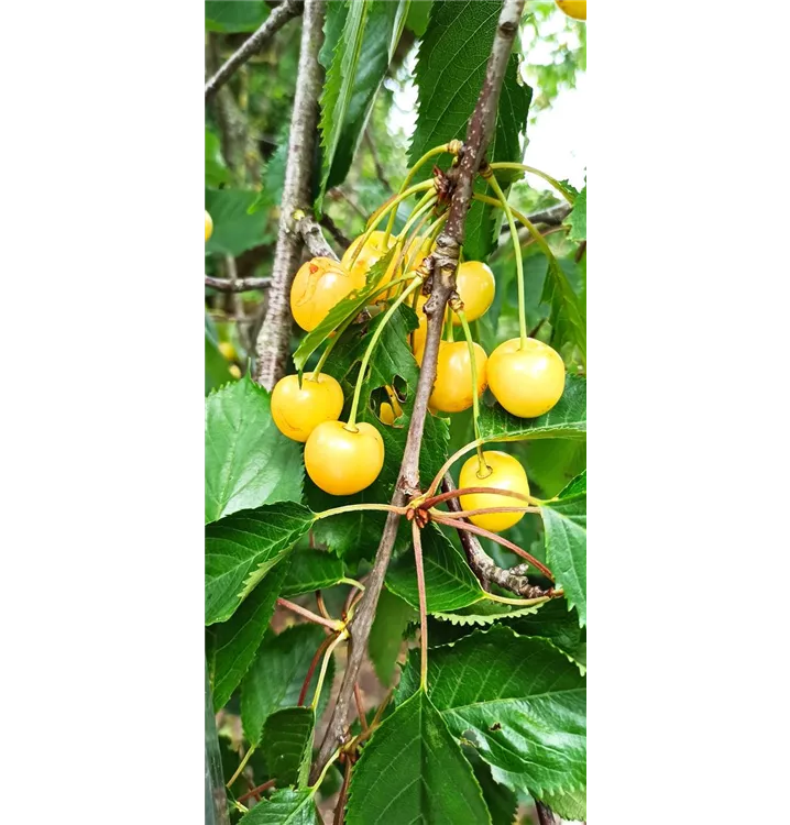 Prunus avium 'Dönissens Gelbe Knorpelkische'