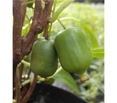 Kiwi 'Super Issai'