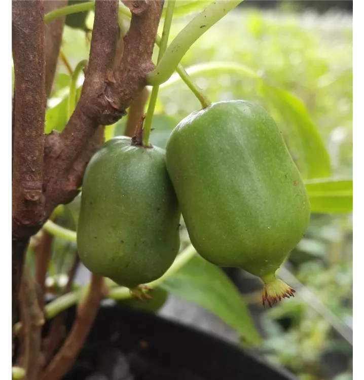 Actinidia arguta 'Issai'