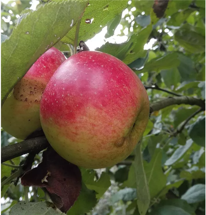 Malus domestica 'Juwel von Kirchwerder'