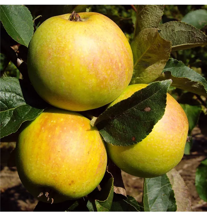 Malus domestica 'Osnabrücker Renette'