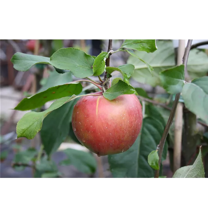 Malus domestica 'Roter Gravensteiner'