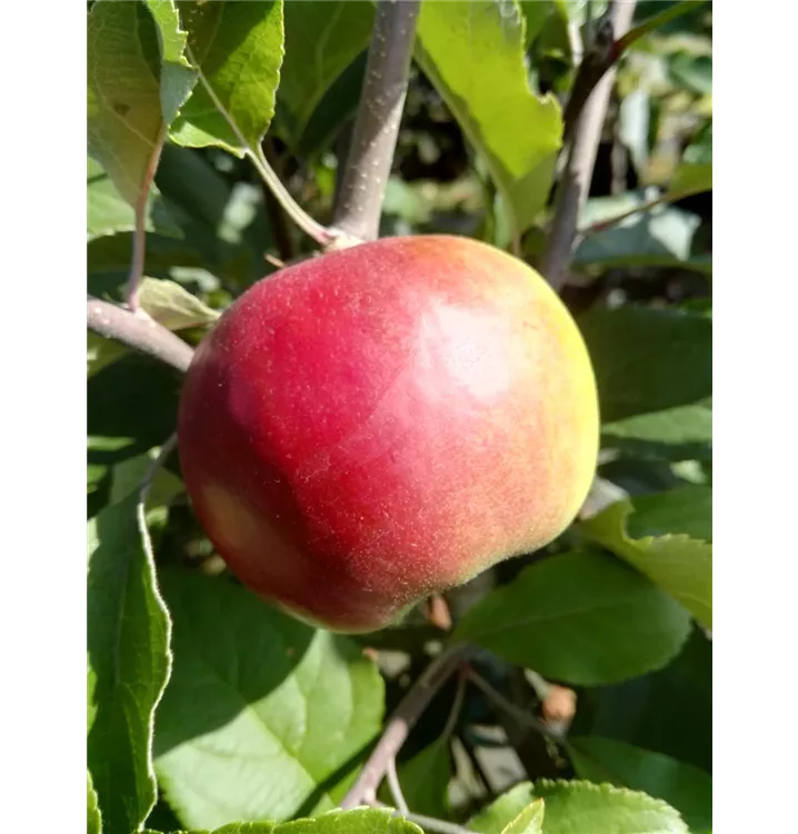 Malus domestica 'Roter Jonathan'