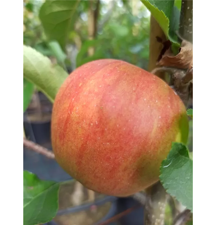 Malus domestica 'Rubinette Rosso'®