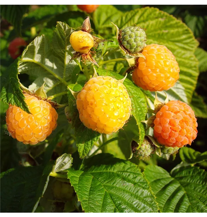 Rubus idaeus 'Fallgold'