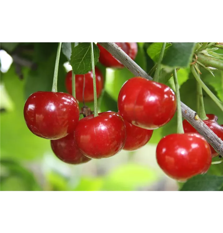 Prunus cerasus 'Morellenfeuer'