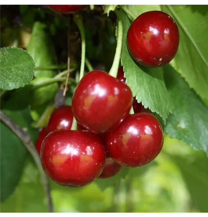 Prunus cerasus 'Schattenmorelle'