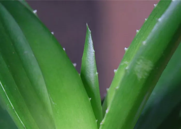 Aloe Vera (klein) - Umtopfen