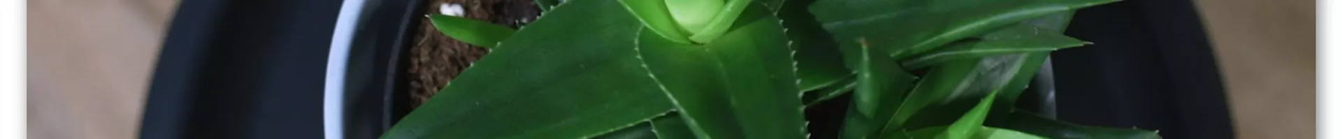 Zimmerpflanzenportrait - Aloe Vera (Thumbnail).jpg