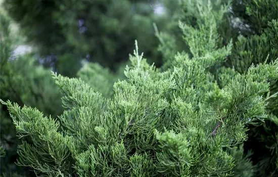 Juniperus chin.'Kaizuka'