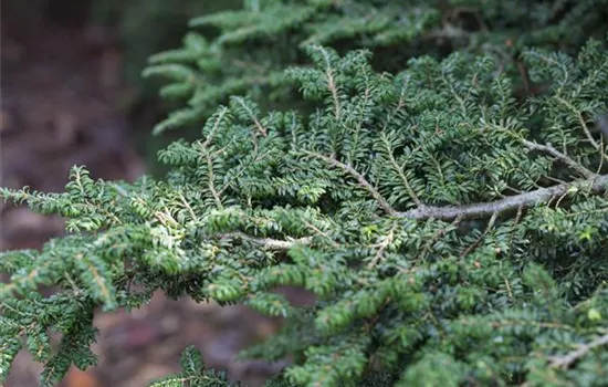 Tsuga canadensis 'Verkade Recurved'