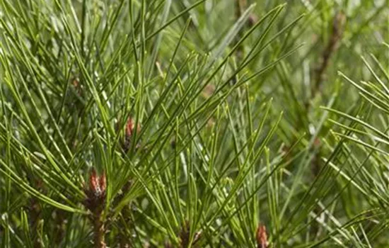 Pinus densiflora 'Umbraculifera'