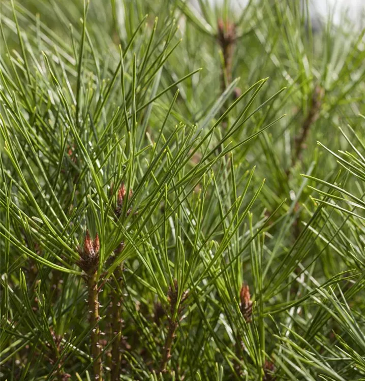 Japan.Strauchkiefer 'Umbraculifera'