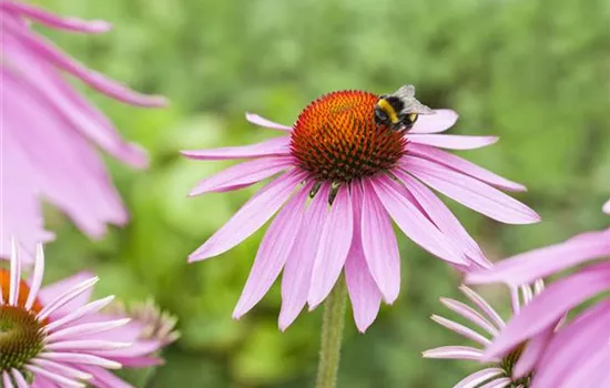 Echinacea purpurea 'Magnus'