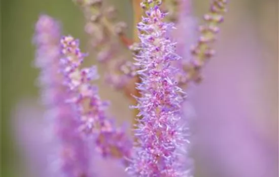 Astilbe chinensis var.pumila