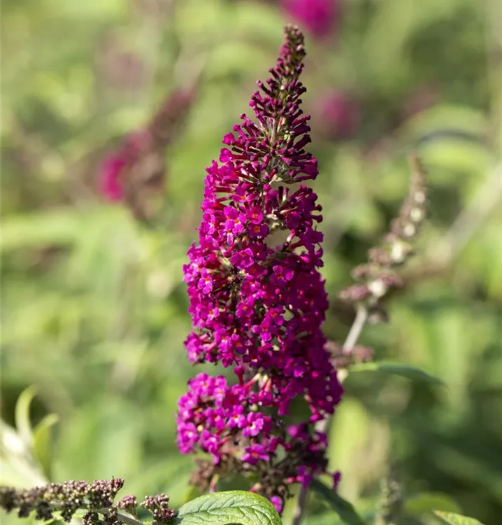 Buddleja davidii 'Raspberry Wine'