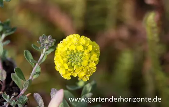 Garten-Berg-Steinkraut 'Luna'