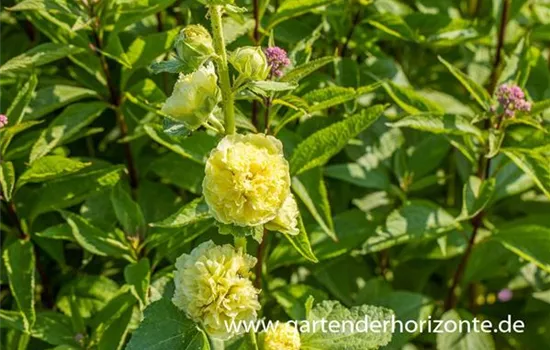 Gefülltblühende Stockrose