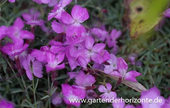 Garten-Pfingst-Nelke 'La Bourboule'