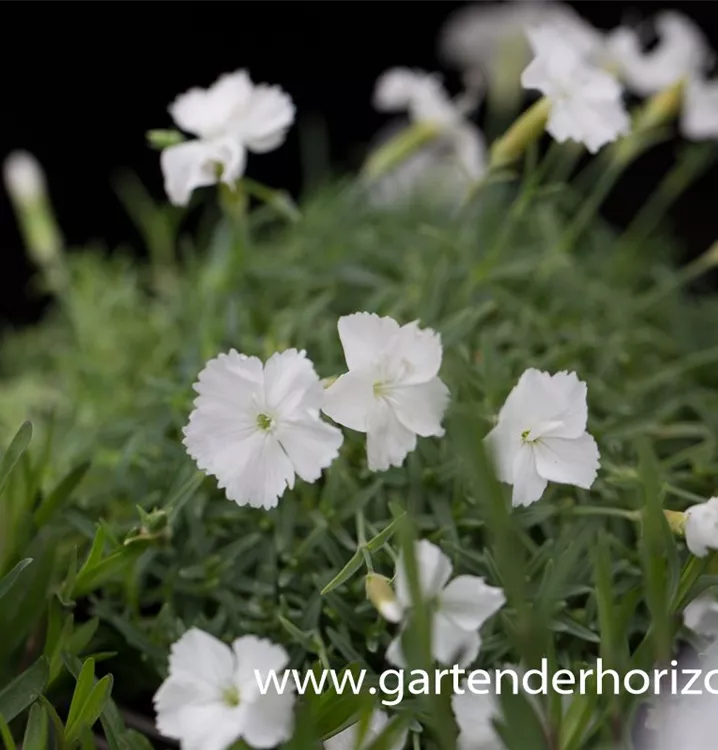 Dianthus gratianop.'La Bourboule Blanche'