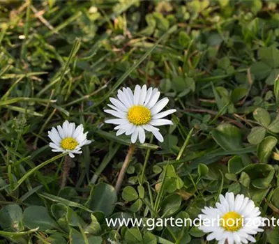 Bellis perennis