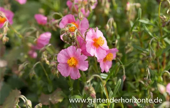 Garten-Sonnenröschen 'Lawrenson´s Pink'