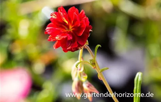 Garten-Sonnenröschen 'Cerise Queen'