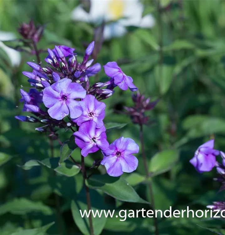 Phlox paniculata 'Blue Boy'