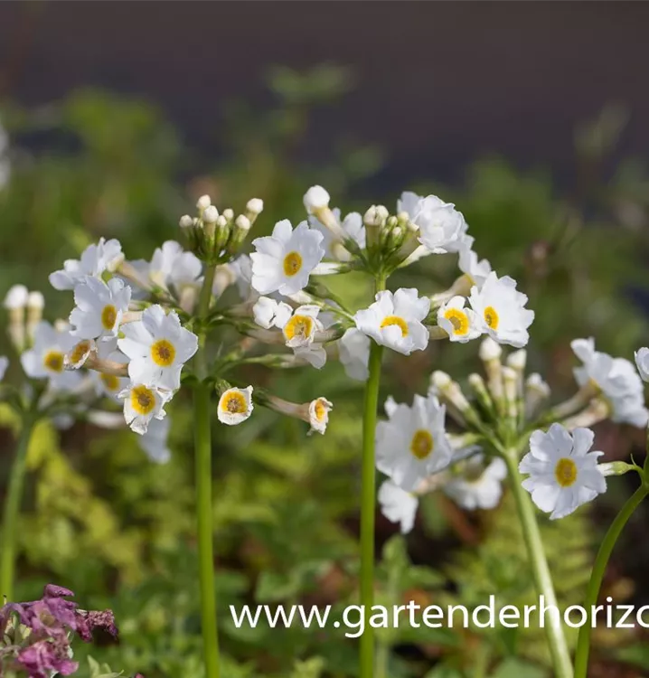 Primula japonica 'Alba'