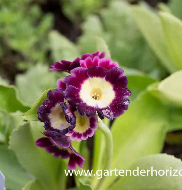 Primula x pubescens