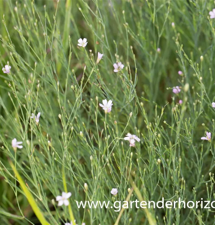 Petrorhagia saxifraga