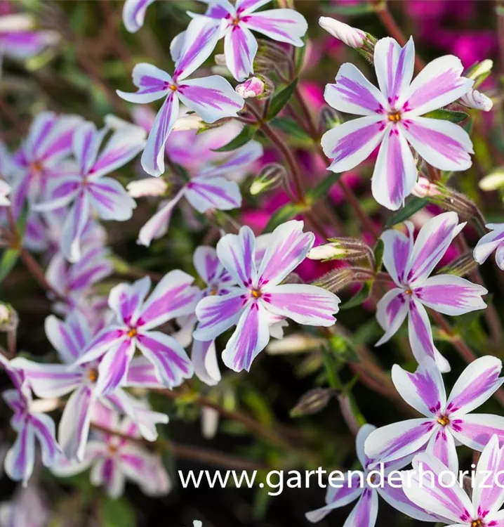 Phlox subulata 'Kimono Pink-White'