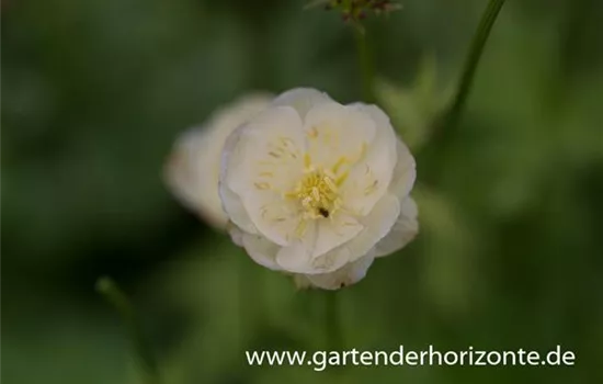 Garten-Trollblume 'New Moon'