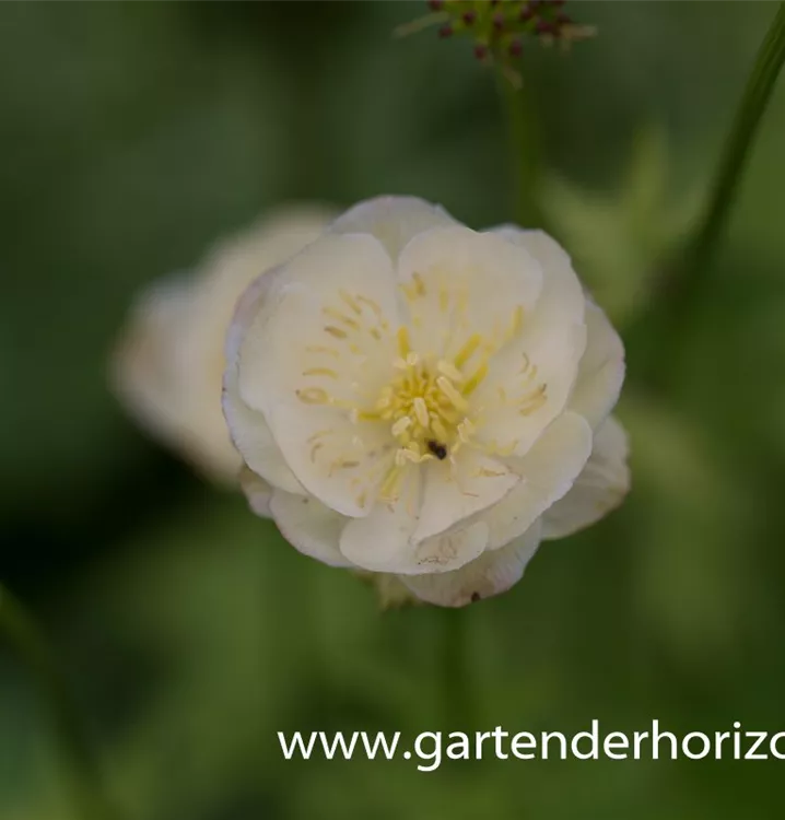 Trollius x cultorum 'New Moon'