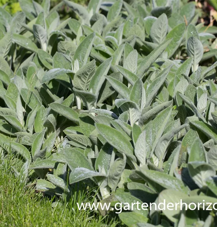 Stachys byzantina 'Cotton Boll'