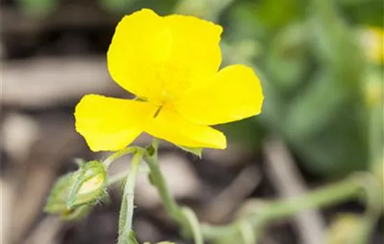 Helianthemum x cult.'Golden Queen'