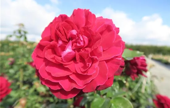 Edelrose 'Bellevue'®