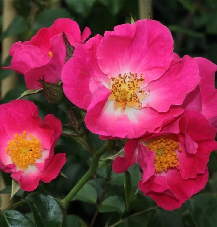 Rosa 'American Pillar'