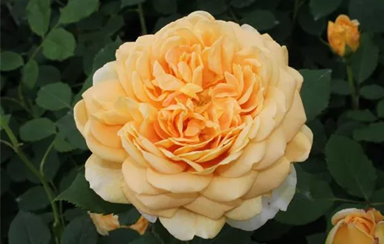 Strauchrose 'Golden Celebration'®