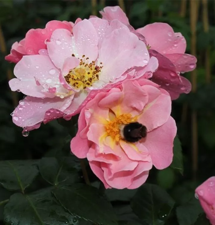 Rosa 'Utopia'®