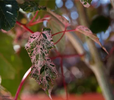 Acer conspicuum 'Red Flamingo'