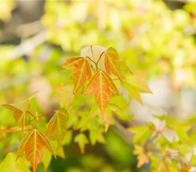 Acer buergerianum